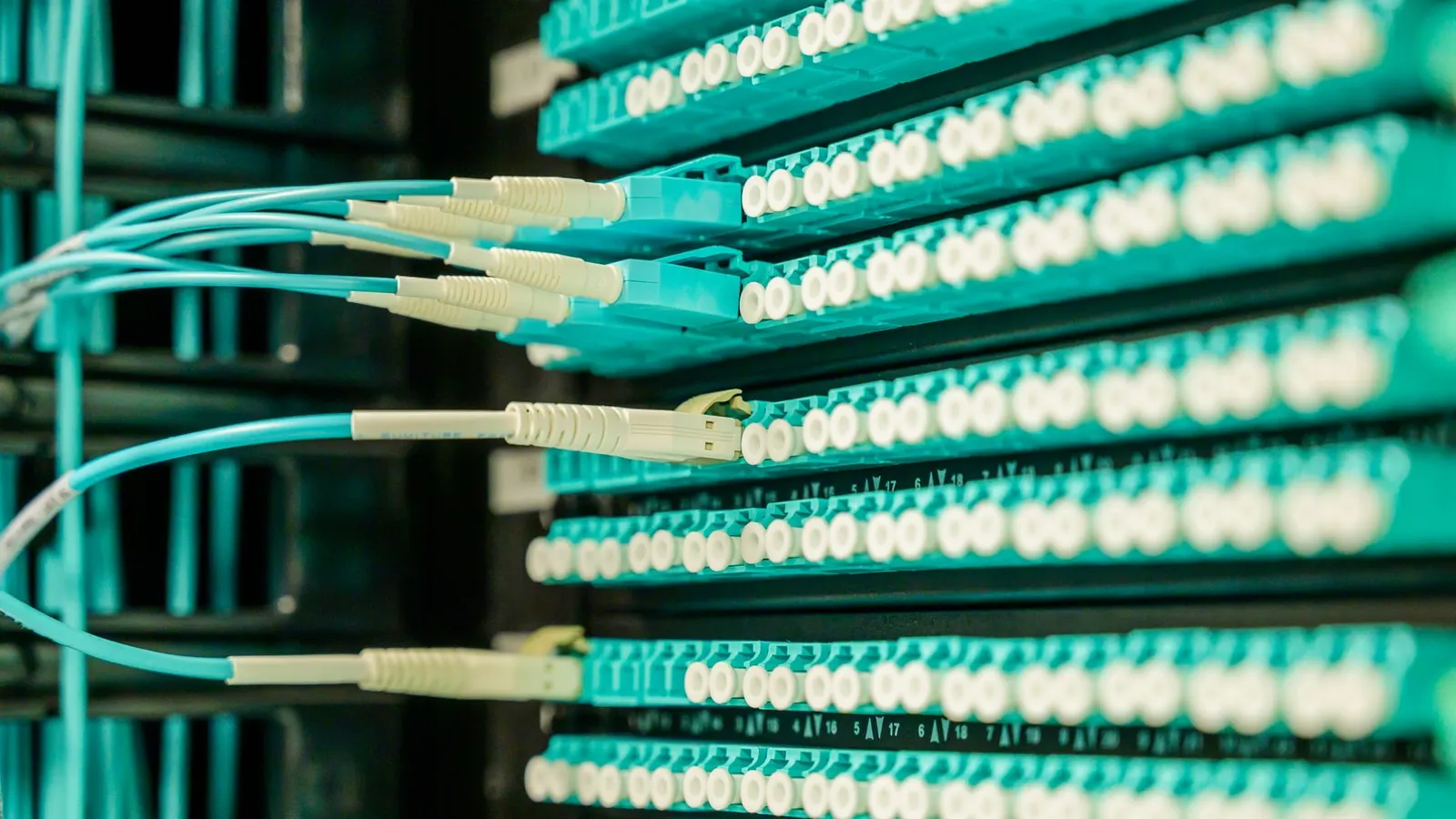 Rows of network cables plugged into the ports of a patch panel